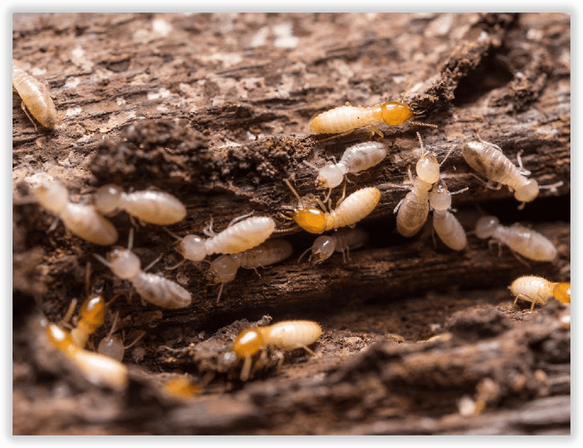Termites-vente